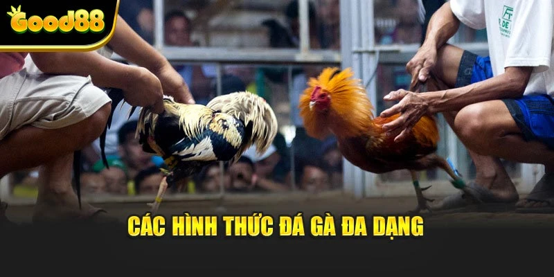 Các hình thức đá gà đa dạng
