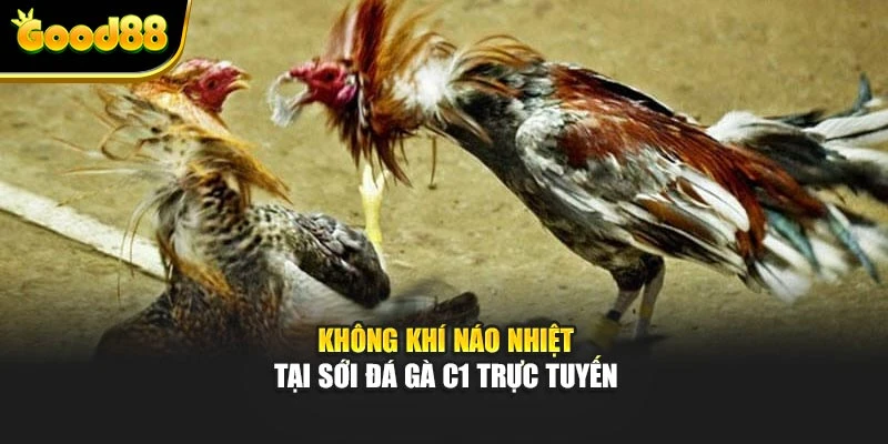 Không khí náo nhiệt tại sới đá gà C1 trực tuyến