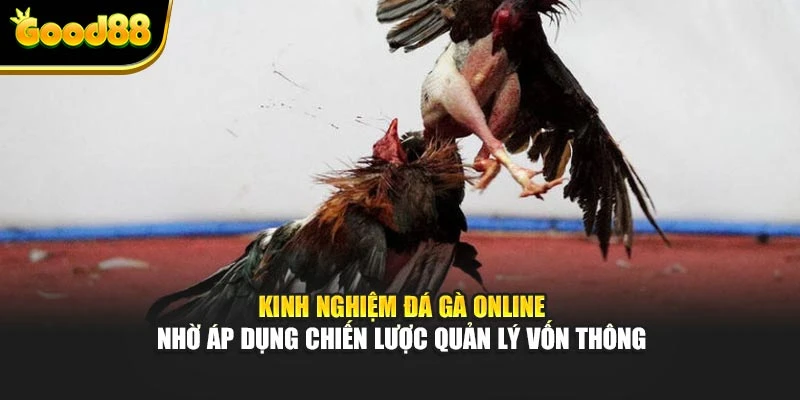 Kinh nghiệm đá gà online nhờ áp dụng chiến lược quản lý vốn thông minh