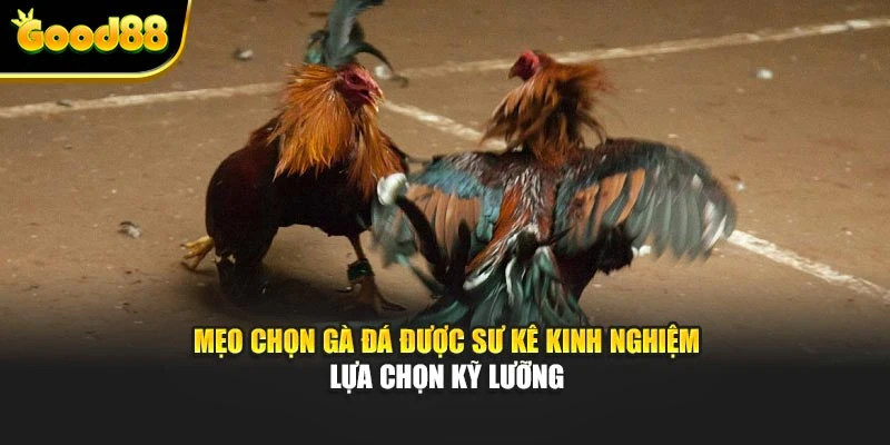 Mẹo chọn gà đá được sư kê kinh nghiệm lựa chọn kỹ lưỡng