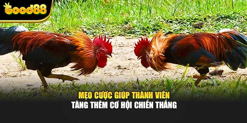 Mẹo cược giúp thành viên tăng thêm cơ hội chiến thắng