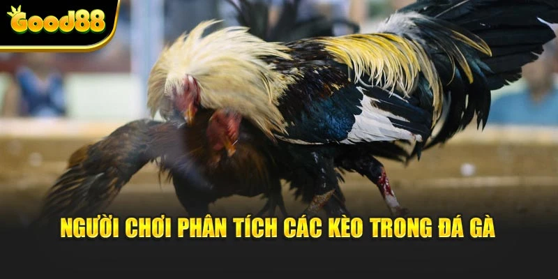 Người chơi phân tích các kèo trong đá gà
