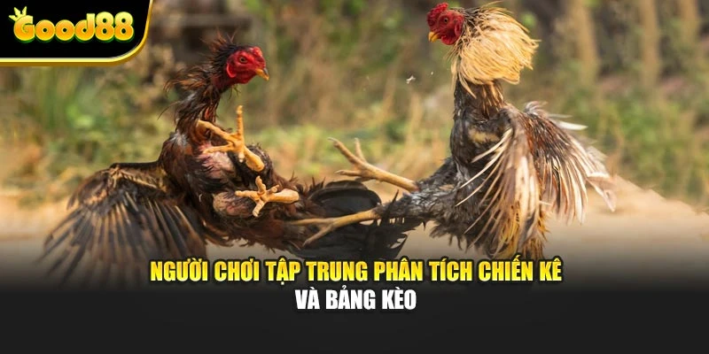 Người chơi tập trung phân tích chiến kê và bảng kèo