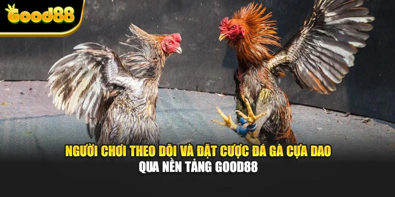 Người chơi theo dõi và đặt cược đá gà cựa dao qua nền tảng Good88