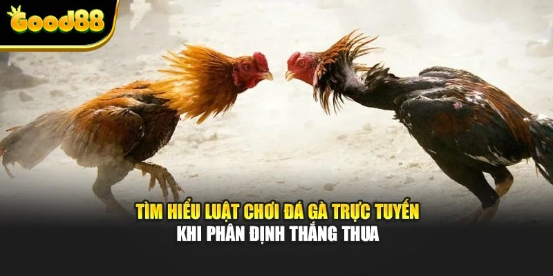 Tìm hiểu luật chơi đá gà trực tuyến khi phân định thắng thua