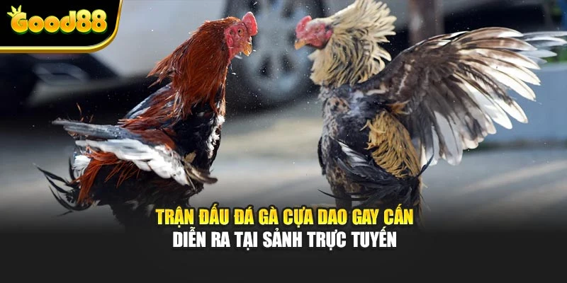 Trận đấu đá gà cựa dao gay cấn diễn ra tại sảnh trực tuyến